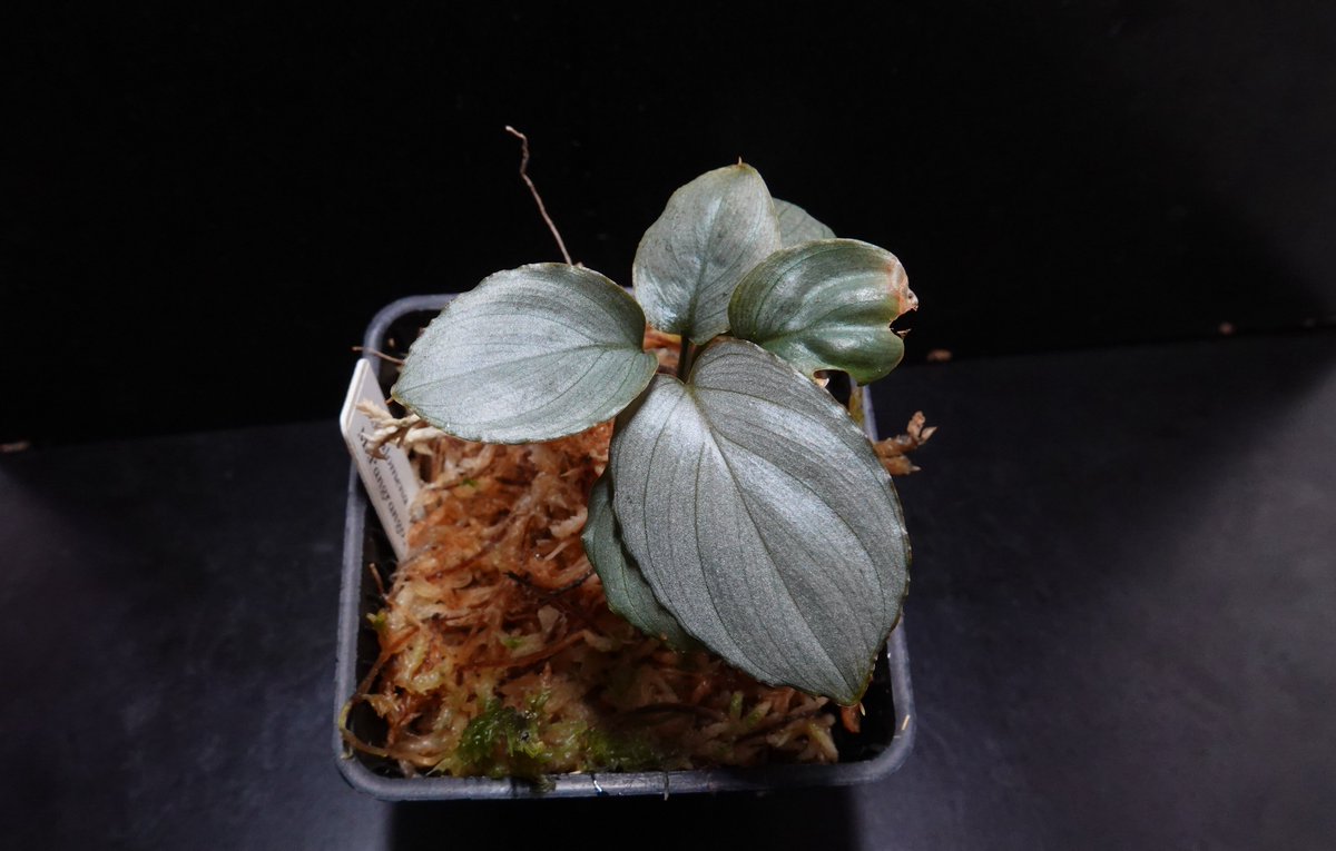 のび太 (@8PuxvOvCCRTys2f) / Posts / X