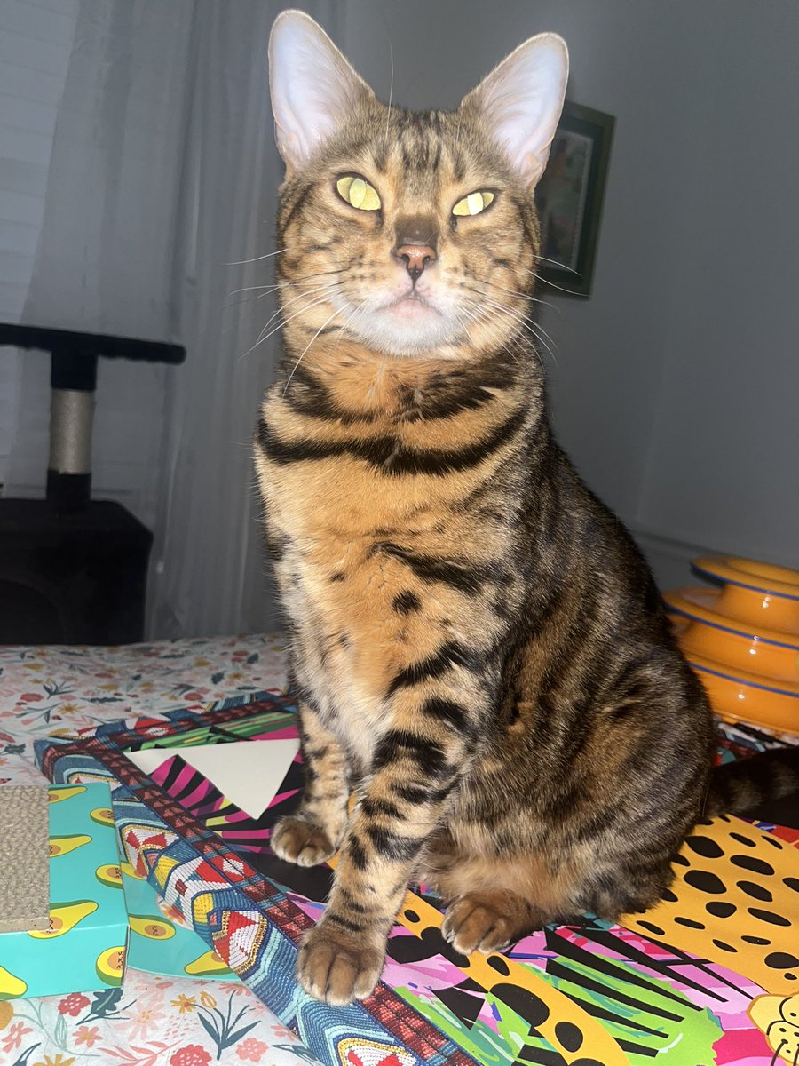 Happy #WhiskersWednesday, everyone! 😸 Today, I'm striking my most regal pose, with my eyes glowing like the star I am! ✨ What's making your whiskers wiggle today? 🐾💖 😽😽💜💜😻😻🐾🐾✨✨🐆🐆

#TeamBengal #XCats #CatsOfTwitter #CatsOfX