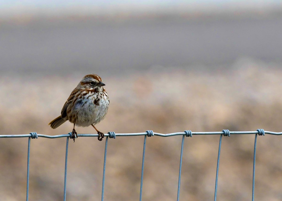 birdmoder's tweet photo. Just a lame ass brown bird????

“Lame ass brown birds” are some of the coolest birds-a Song Sparrow has just as much value as a Vermillion Flycatcher https://t.co/lbSZhLpKLx