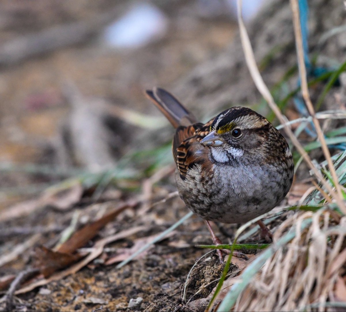 birdmoder's tweet photo. Just a lame ass brown bird????

“Lame ass brown birds” are some of the coolest birds-a Song Sparrow has just as much value as a Vermillion Flycatcher https://t.co/lbSZhLpKLx