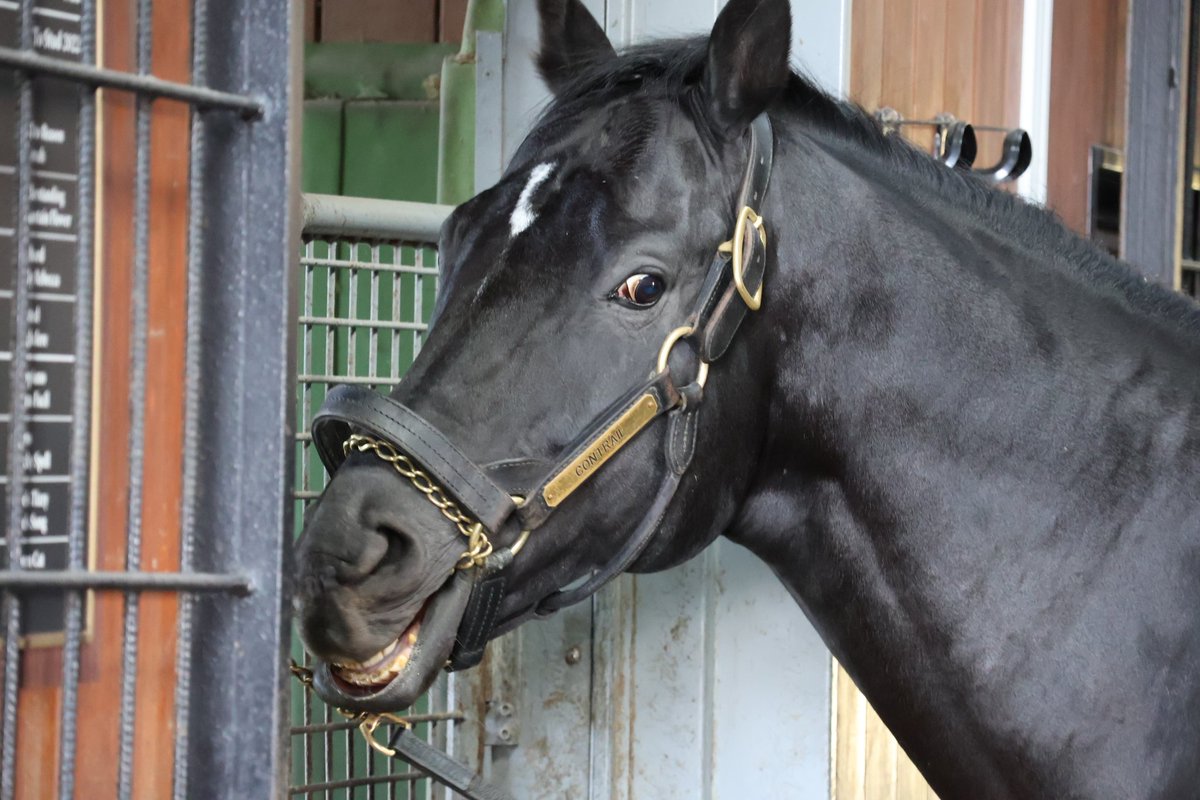 スタリオンブック　コントレイル　たてがみ　競馬　価格交渉可 スタリオンブックコントレイルたてがみ競馬価格交渉可