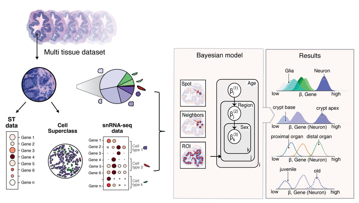 Cancer_dynamics's tweet image. Big news: The Vicković Lab’s (@NYGCtech) study on colon aging has been accepted by @NatureBiotech! The team built a detailed atlas of aging colon tissue, using spatial transcriptomics + a new tool (cSplotch) to profile ~1,500 samples & 400k nuclei.
Link: bit.ly/4hj3ry7