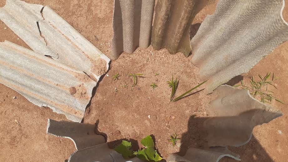 YahayaOjonugwa's tweet image. In 2020, I joined the Abuja Awareness March on Indigenous Trees (#ClimateStrike) — planting hope and learning how local action connects to global sustainability. 🌱