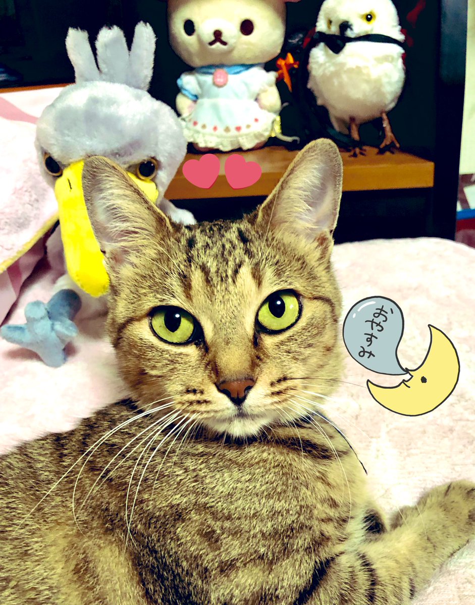 みーこページ シックデザイン on X