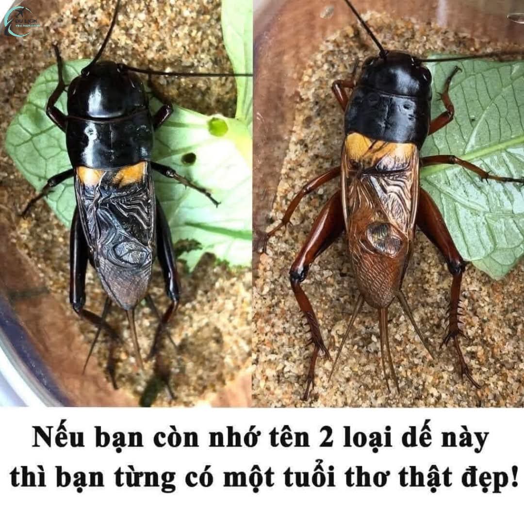 Có ai còn tên hsi con dế này không ta?