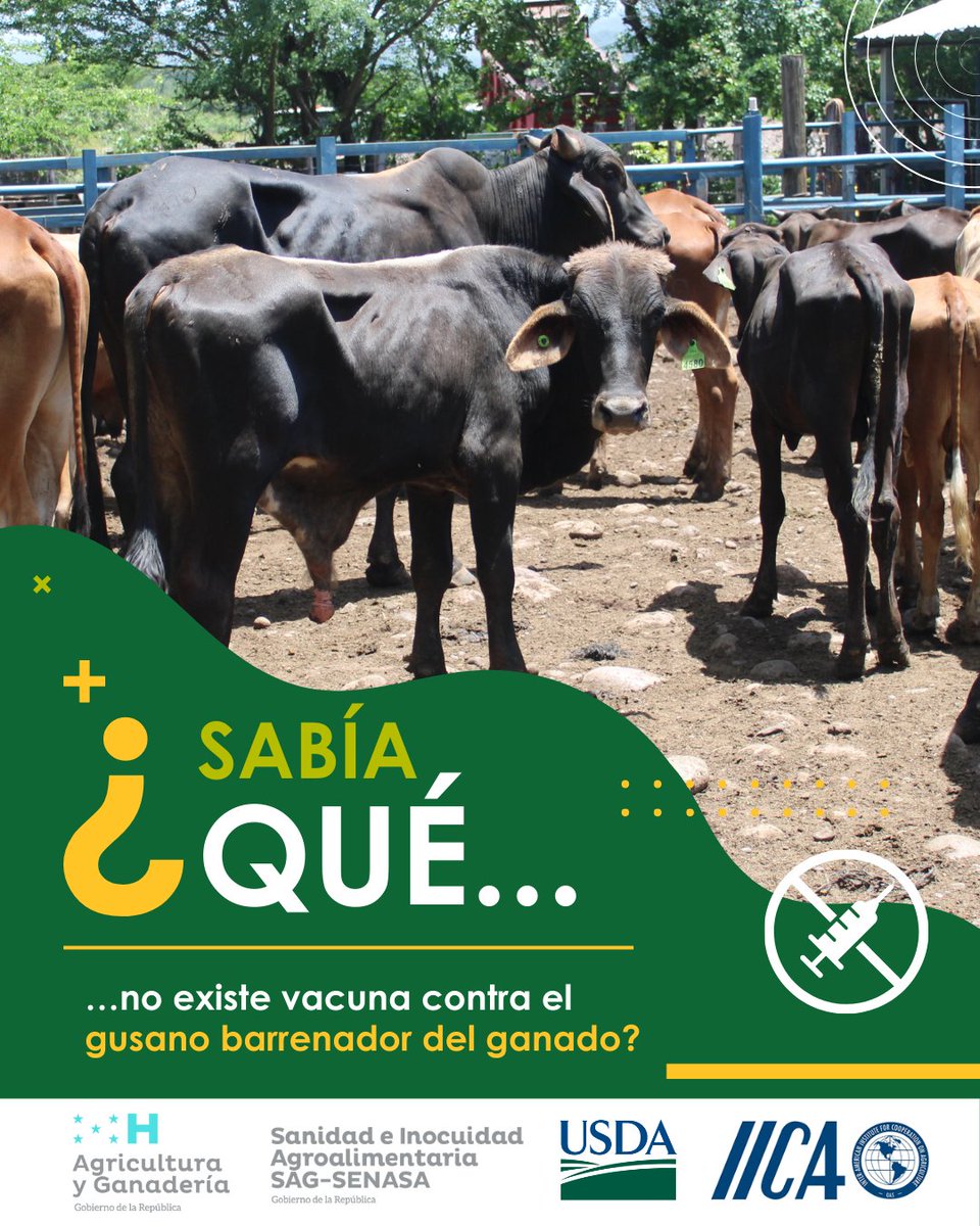 💉🐄 No existe vacuna contra el gusano barrenador del ganado.
La prevención y el monitoreo son la clave 🧑‍🌾👩‍⚕️.
¡Actuemos a tiempo para proteger la sanidad animal y la producción pecuaria! 🇭🇳
#SanidadAnimal #PrevenciónGBG #GanaderíaSostenible #UnaSalud