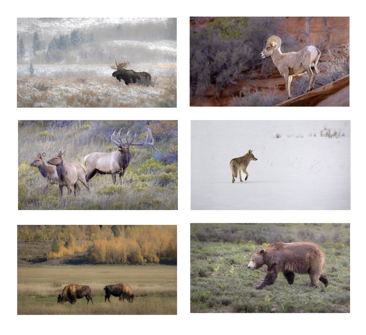 brynnalisephoto's tweet image. Brushed Wild
Tomorrow 12 pm EST
First drop, one per week for six weeks
0 reserve, bidders edition
First up: The Northern Sentinel (moose)