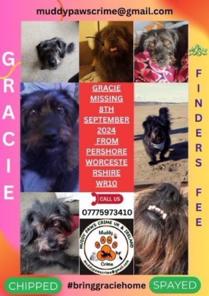 LisaClareRead2's tweet image. Over a year now & Gracie is still missing 😢
She went missing on 8th September 2024 in the Pershore area #WORCESTERSHIRE 
She’s a long hair #dachshund type dog,have you seen her?
Please report sightings only
 ⬇️ ⬇️ 
doglost.co.uk/dog/194306
#SpanielHour 
 #WR10 #BringGracieHome