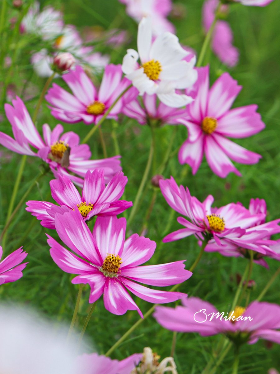 🍊夏みかん🎀 on X: 