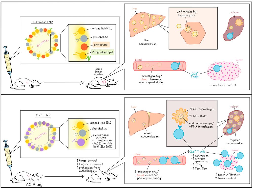 ACIR_org's tweet image. New vaccine formulation to improve antigen presentation bit.ly/4758e2O  @WeillCornell