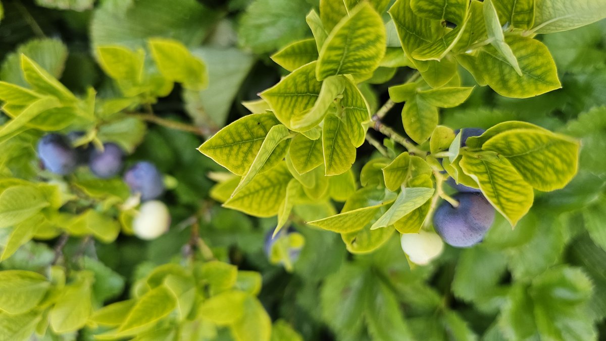 dripworksusa's tweet image. Sweet rewards from a well-watered garden 🍓💧
These berries are thriving, thanks to drip irrigation keeping the roots happy and the soil just right.
Learn more, Grow more with Dripworks.com

#DripWorksGarden #DripIrrigation #HomeGarden #GrowYourOwn #GardenInspiration