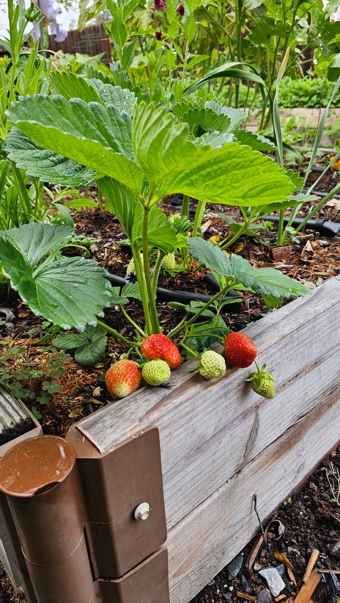 dripworksusa's tweet image. Sweet rewards from a well-watered garden 🍓💧
These berries are thriving, thanks to drip irrigation keeping the roots happy and the soil just right.
Learn more, Grow more with Dripworks.com

#DripWorksGarden #DripIrrigation #HomeGarden #GrowYourOwn #GardenInspiration