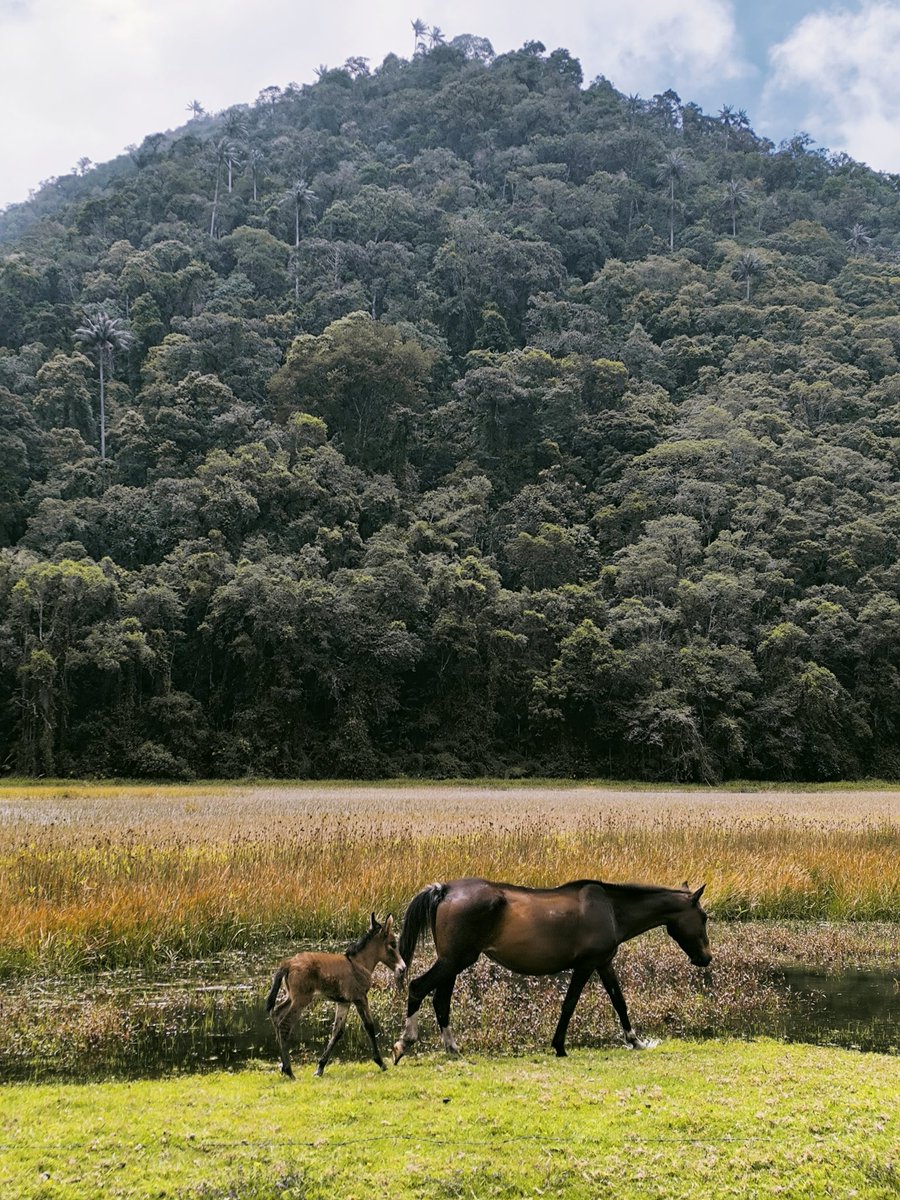 Camilo Correa Ayram tweet media