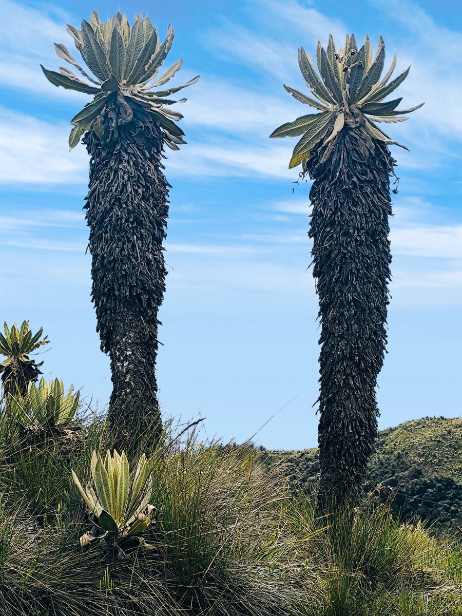 Camilo Correa Ayram tweet media