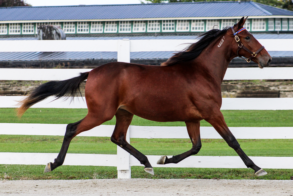 10/21/2025 Pocono Downs JORDANNA HANOVER - 3YOF - Captaintreacherous - JK Mollys Delight  Winner Division of Simpson Stake In 1:52.3 New Lifetime Mark