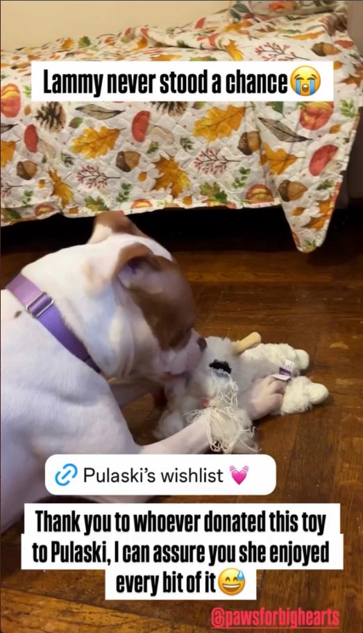 NMBewitched's tweet photo. #MakeaDogsDay
#NationalMakeaDogsDay 

#RescueDogs 
#FostersSaveLives 
#AdoptMe

Pulaski w/ her Lambie😭 https://t.co/WsXS5uMHFr