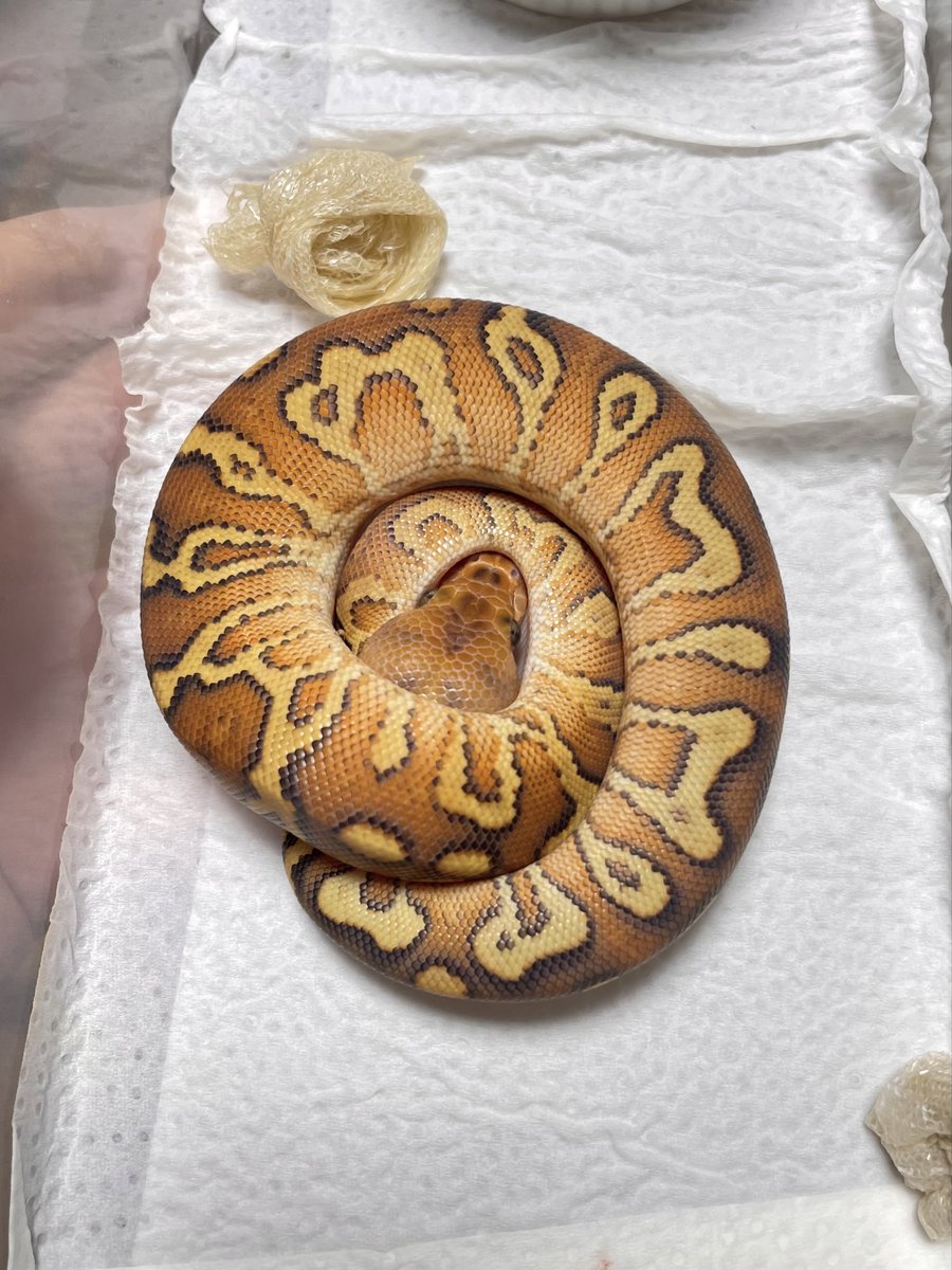 ラットマウス様⚠️8個注文⚠ 5ボタンワイヤレスレーザーマウスOBSIDIAN - M-GE3DLBK