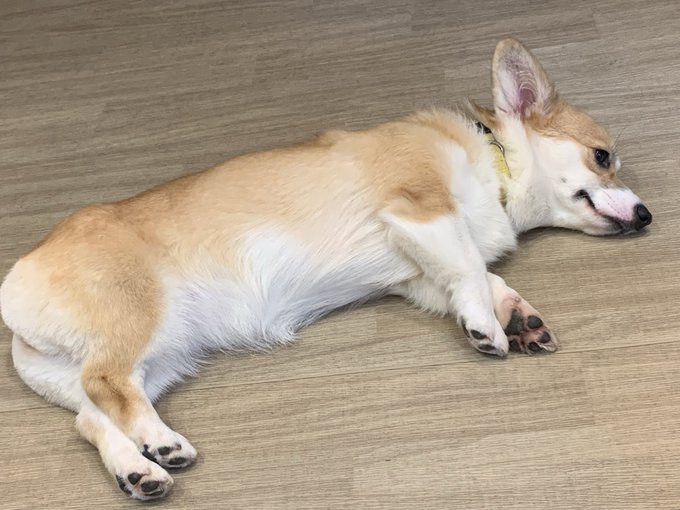 カルティアのツイート