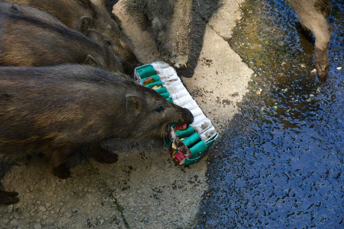 どうぶつたちの眠れない夜に tweet media