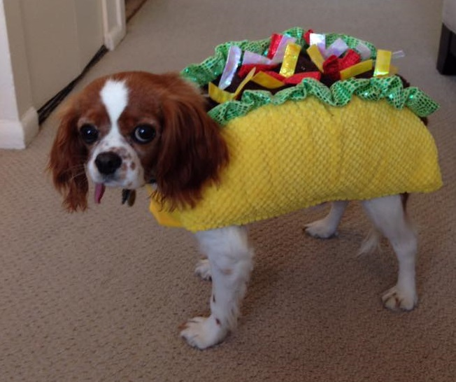 CHICAGO DOG!
#cavalierhealth