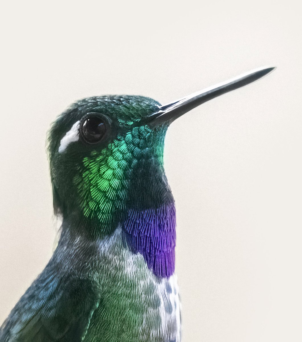 En Colombia, las verdaderas gargantillas llenas de joyas no reposan en museos, sino que habitan los bosques.
#miercolesdeemplumados