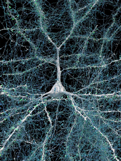 Rainmaker1973's tweet image. This is the most detailed view of a human brain to date.
A team of researchers used electron microscopy (EM) to image a cubic millimeter-sized piece of human brain tissue at high resolution and this is a single neuron with 5,600 of the nerve fibers that connect to it.