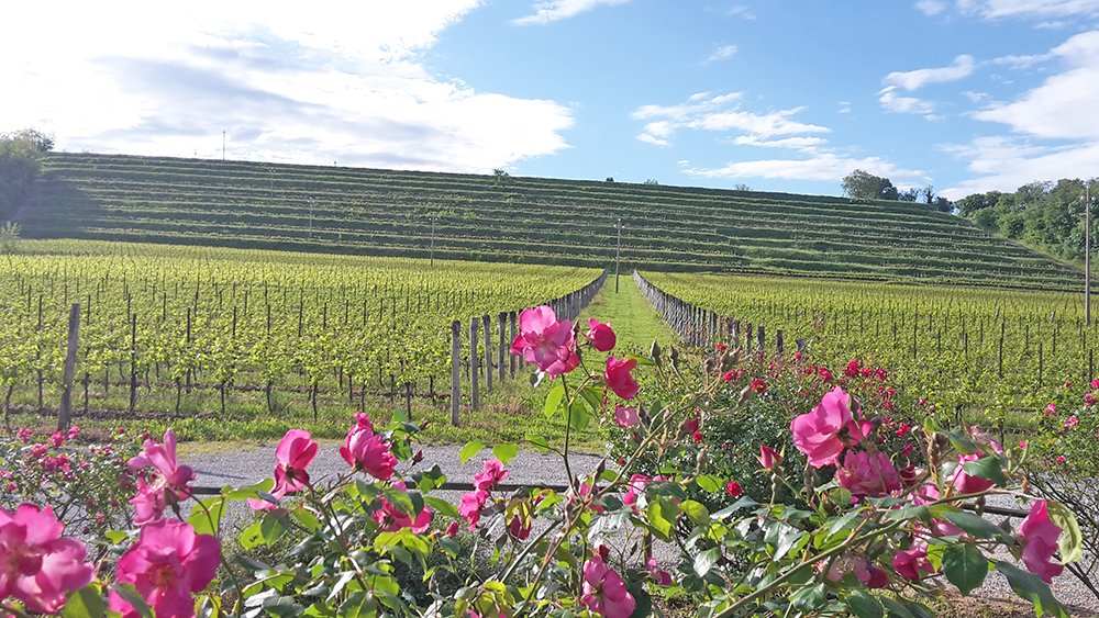 Bastianich Wine #Vigneti circondati da macchie boschive, terrazzati, in Friuli Venezia Giulia  viacialdini.it/winefood/basti…