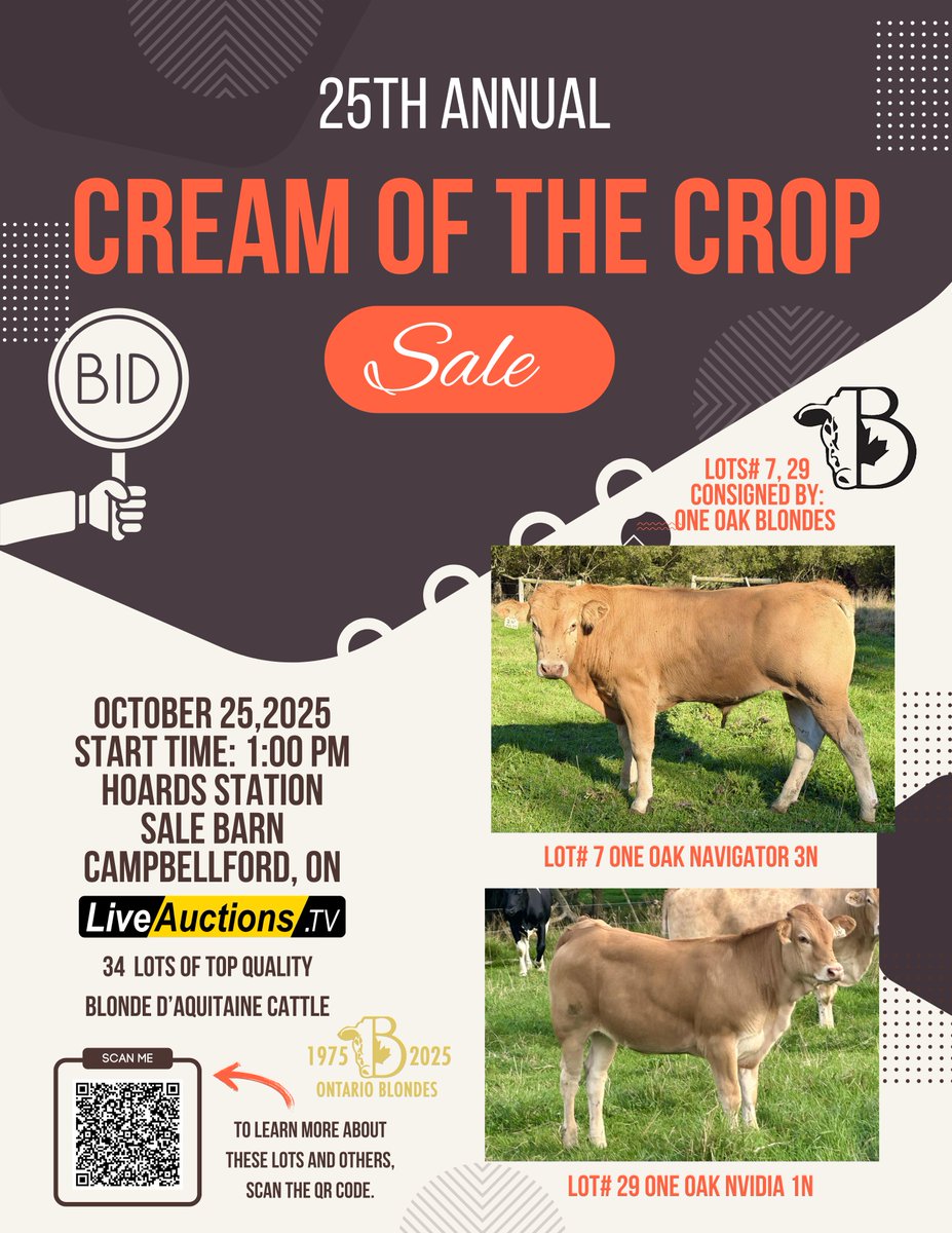 OntBlondeAssn's tweet photo. TODAYS SPOTLIGHT: 
ONE OAK BLONDES is consignor of lots 7 &amp;29
NOTE: Lot numbers do not represent sales order. 
Please scan the QR code to learn more. 
CREAM OF THE CROP LOCATION AND DATE:
October 25th, 2025 | 1pm
Hoards Station Sale Barn 
2508 County Rd 8 Campbellford, ON https://t.co/C0kwwyQb3x