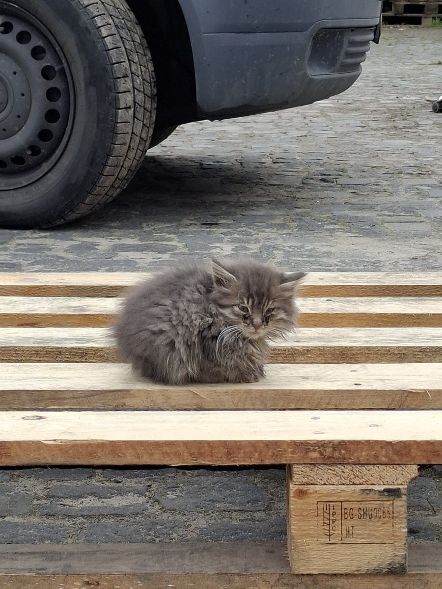 Бляха
Заберіть хтось цей сірий клубочок