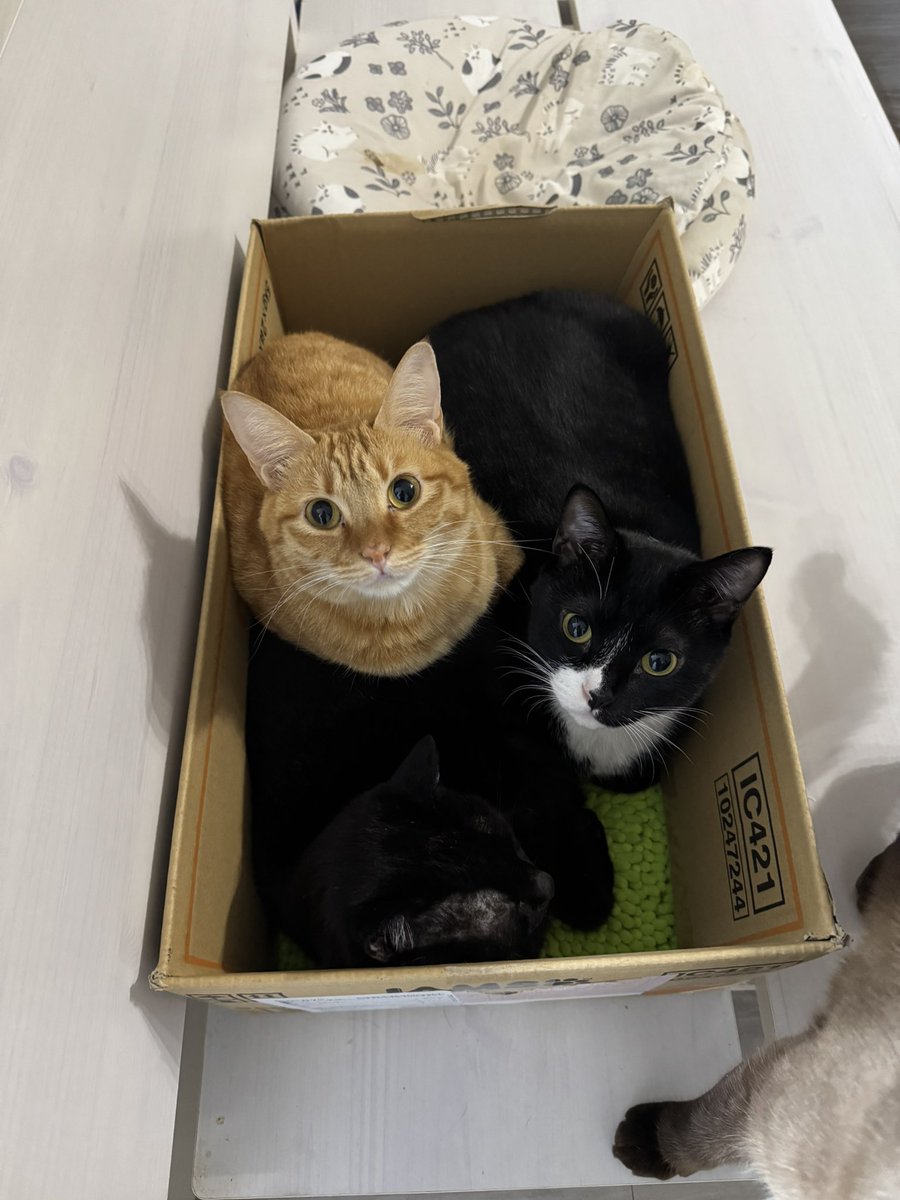 にゃんねこ25匹の猫生活 (@22nekosan) / Posts / X