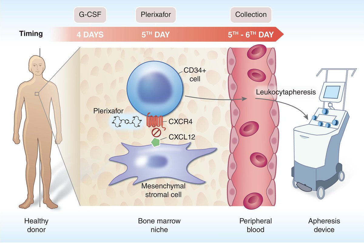 Papa_Heme's tweet image. Plerixafor = magic!
We use it to help collect stem cells for BMT!

Plerixafor binds CXCR4 receptor on HSCs and 🚫  interaction between CXCR4 and its ligand, CXCL12.
CXCL12 tethers HSCs to bone marrow niche
🚫 its interaction with CXCR4 releases HSCs into the circulation!