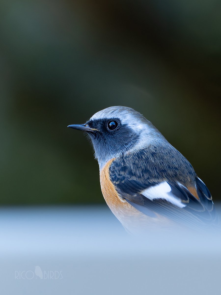 繁殖組（夏）と渡り組（冬）のどっち？
ここ数日、うちの物置で縄張り宣言してる。
#ジョウビタキ #野鳥 #野鳥撮影