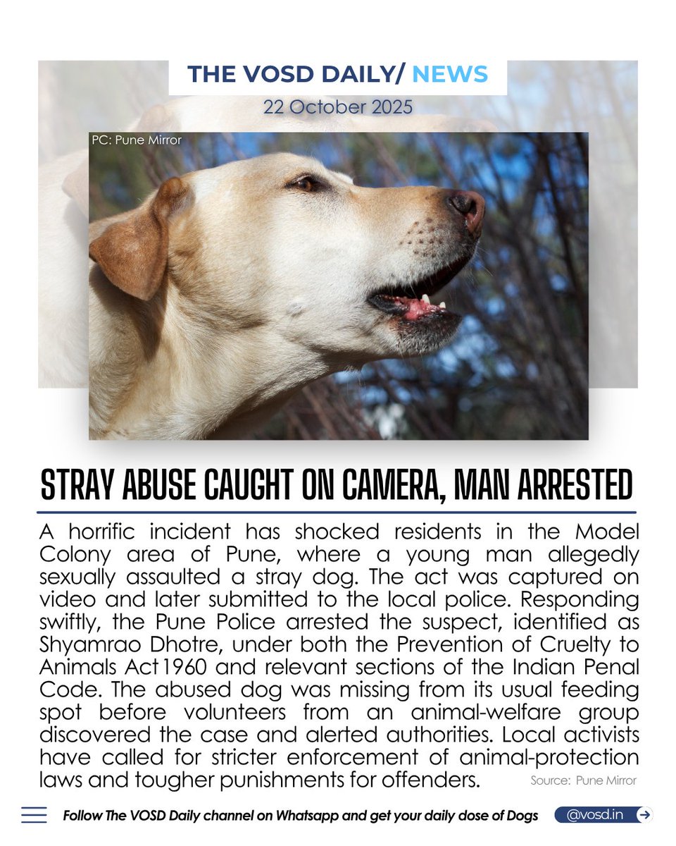 Daily feeders’ concern over a missing dog exposed a case of abuse in Pune.

👉🏻Join The VOSD Daily WhatsApp Channel for more: whatsapp.com/channel/0029Vb…

#TheVOSDDaily #VOSD #IndiasExpertonDogs #DogAbuse #StrayDogs #PuneDogs