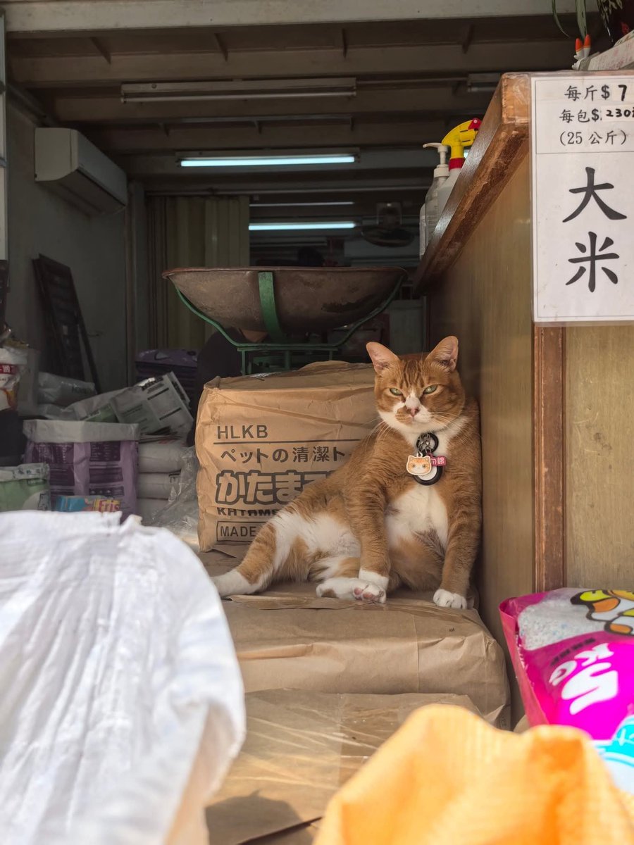 cats with jobs 🛠 tweet media