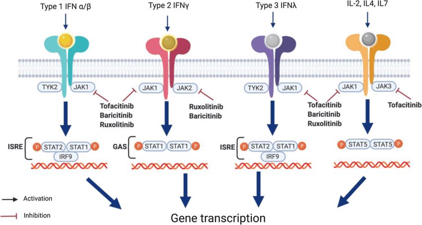 💊 Tofacitinib : Small Molecule, Big Impact

🧬 Class:
Janus Kinase (JAK) inhibitor - specifically blocks JAK1 and JAK3 (with some JAK2 activity).

🎯 Mechanism of Action:
•Inhibits the JAK–STAT pathway, which transmits signals from cytokine receptors to the nucleus.
•This
