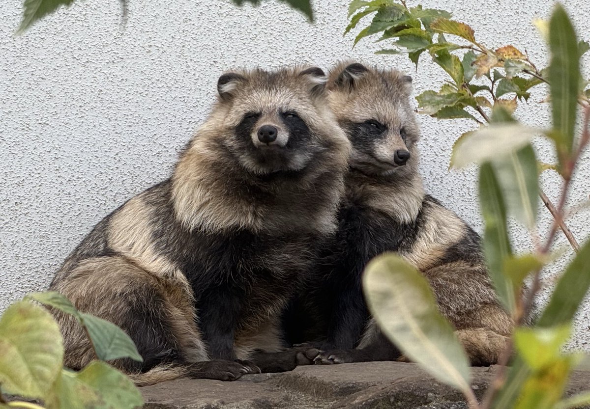 えぞたぬき協会 on X