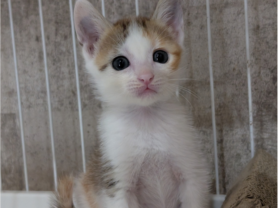 9月１日生まれ甘えん坊の仲良し４兄弟
兵庫県 ♀ 生後1ヶ月 のネコちゃんです。
 #猫の里親募集 #兵庫県
詳細：neko-jirushi.com/foster/230998/
写真：