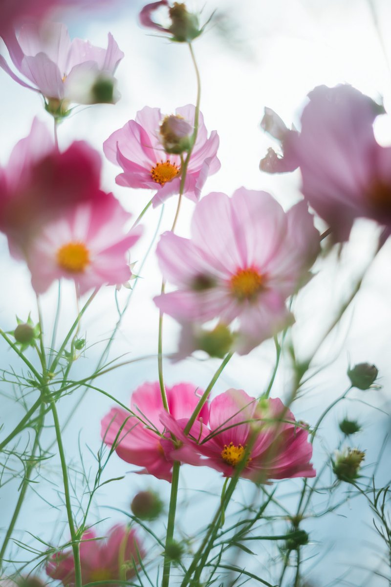 Cosmos
#flowerlovers