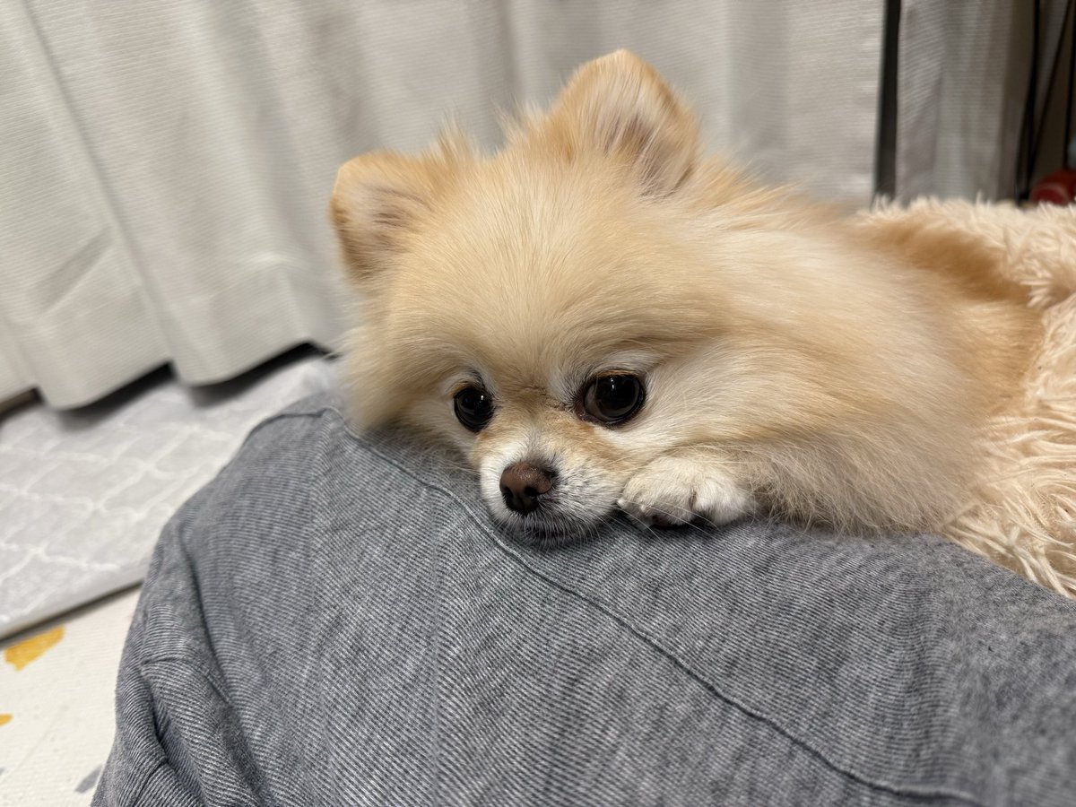 ポメラニアンの若様 (@pomeranian_waka) / Posts / X