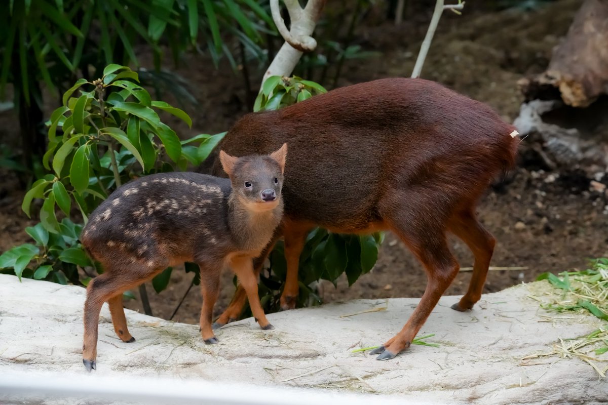 可愛かったー

#プーズー
#神戸どうぶつ王国