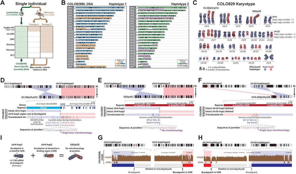 A telomere-to-telomere map of somatic mutation burden and functional impact in cancer. #T2T #SomaticMutations #CancerGenetics #Genomics <a href="/biorxiv_genomic/">bioRxiv Genomics</a> 
biorxiv.org/content/10.110…