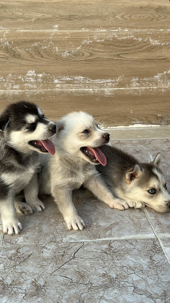 FUTEMMM's tweet image. 