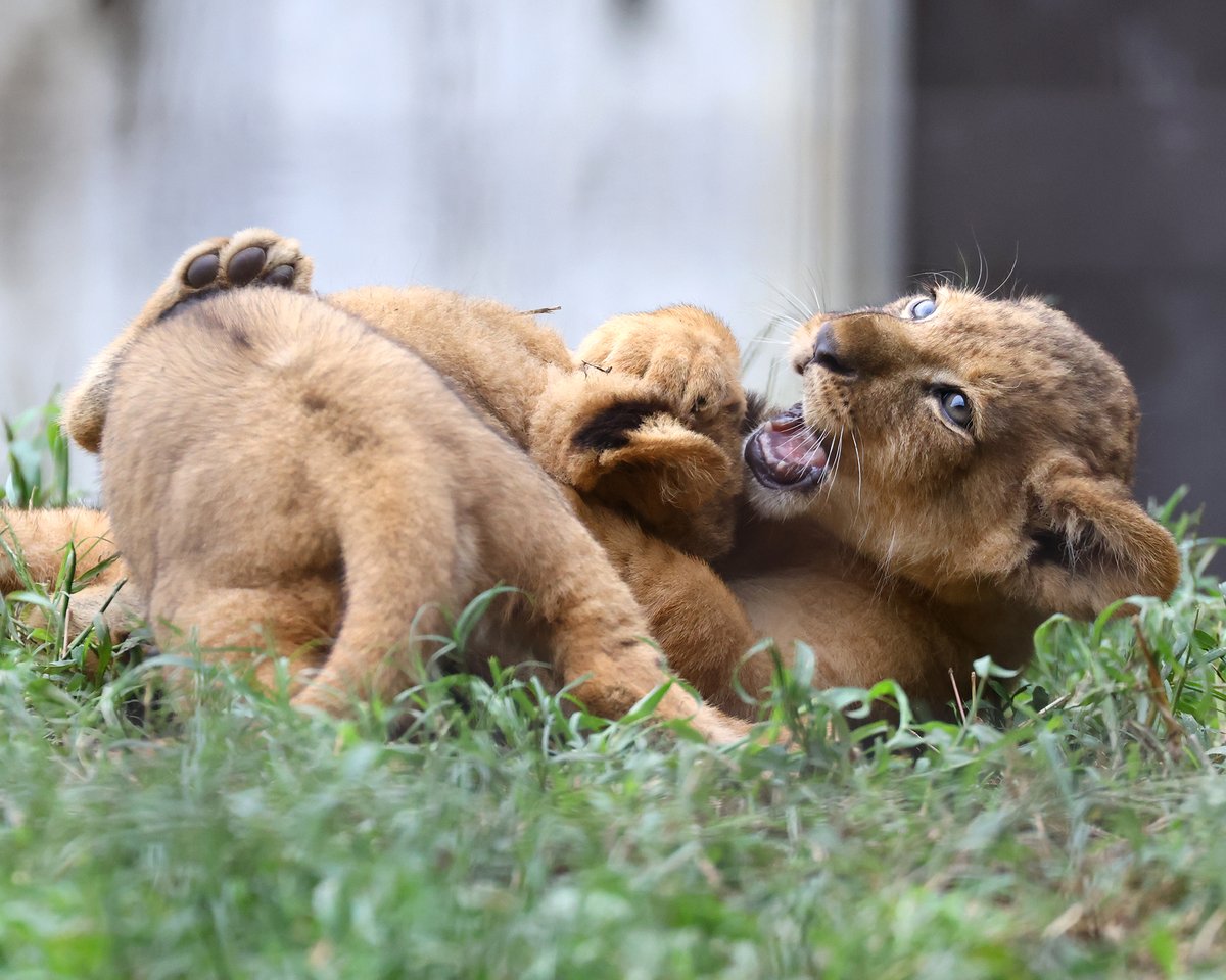 lion ページ yoko on X