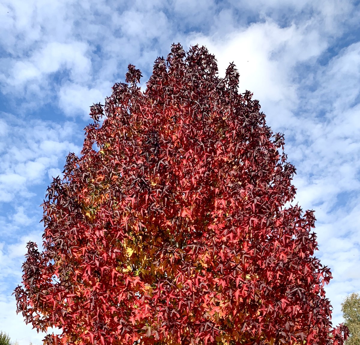Call the fire brigade! Autumn colour in Hampshire is out of control