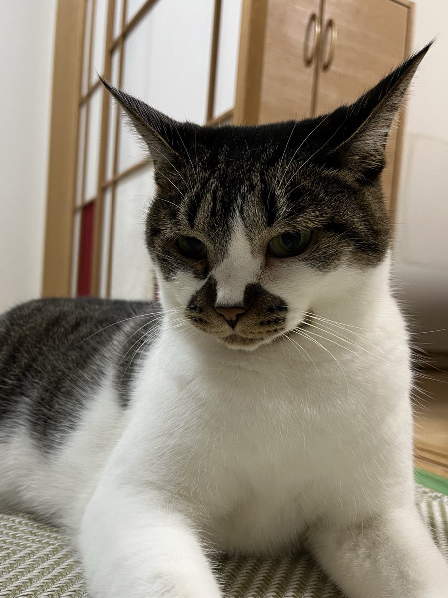 シャキーン
#ねこ #猫の顔に猫