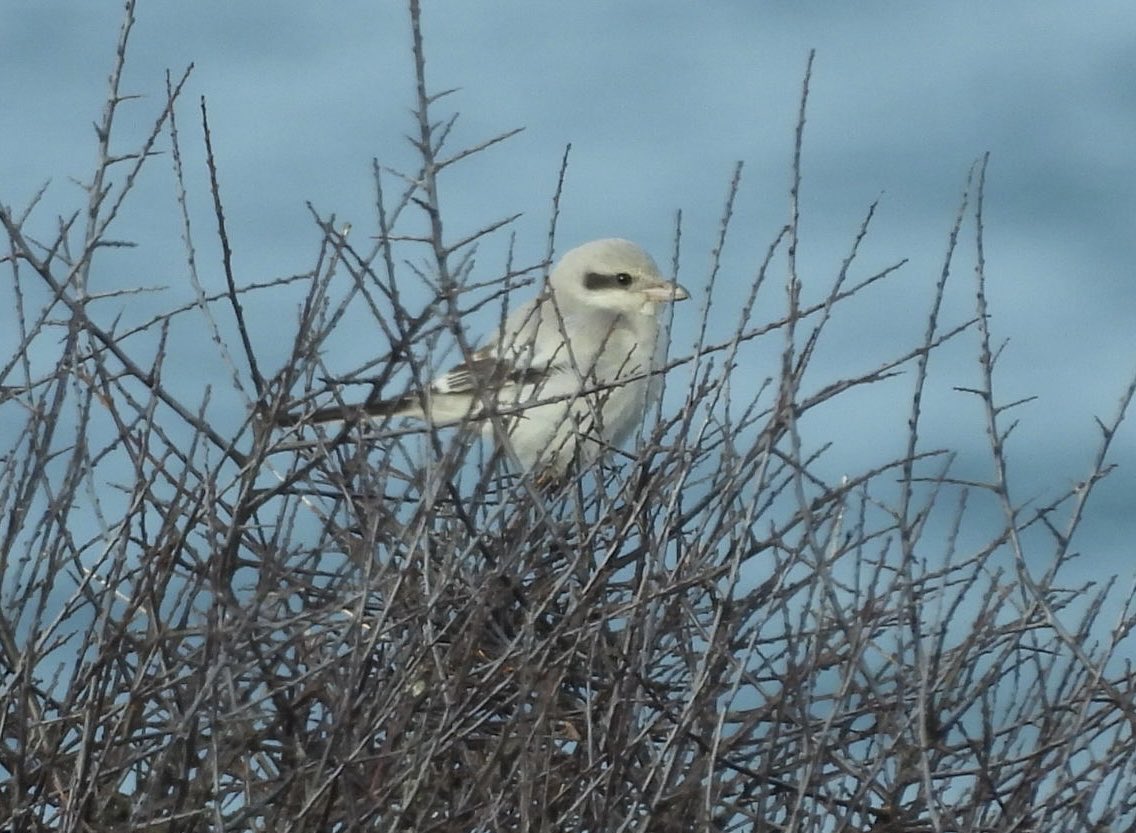 TWTamar1's tweet photo. Mullion - very showy Steppe Grey Shrike on the cliff edge this morning. Surely it deserves to be promoted to full species again! ⁦@CBWPS1⁩ https://t.co/0Mmi6hQQfH