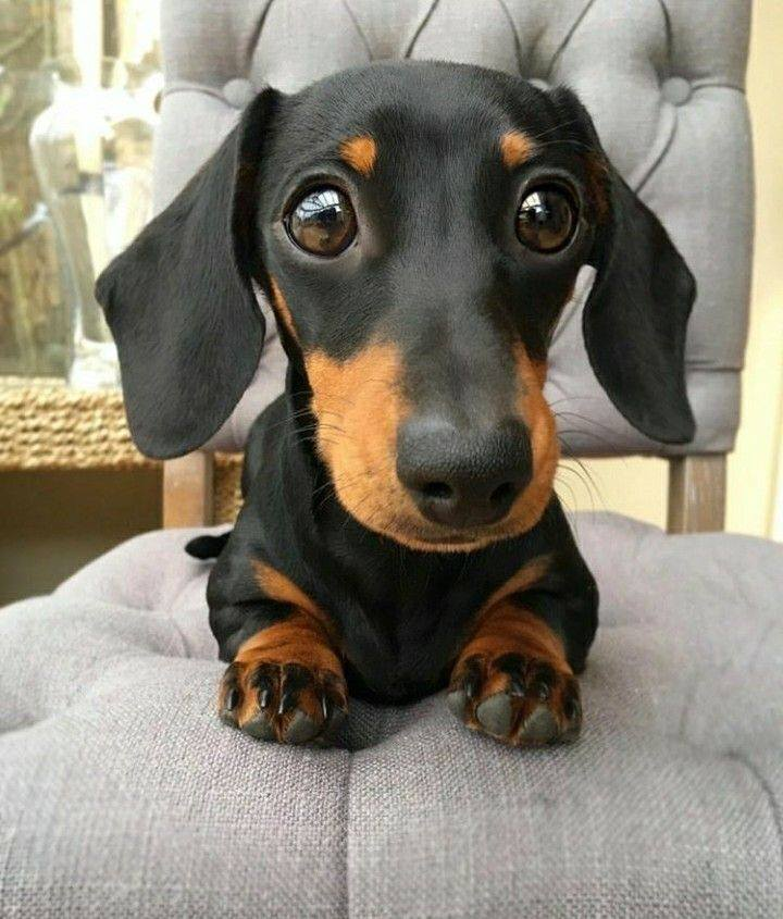 dachshundlove06's tweet photo. Dachshund Lovers ❤️ https://t.co/mU3MbggX3h