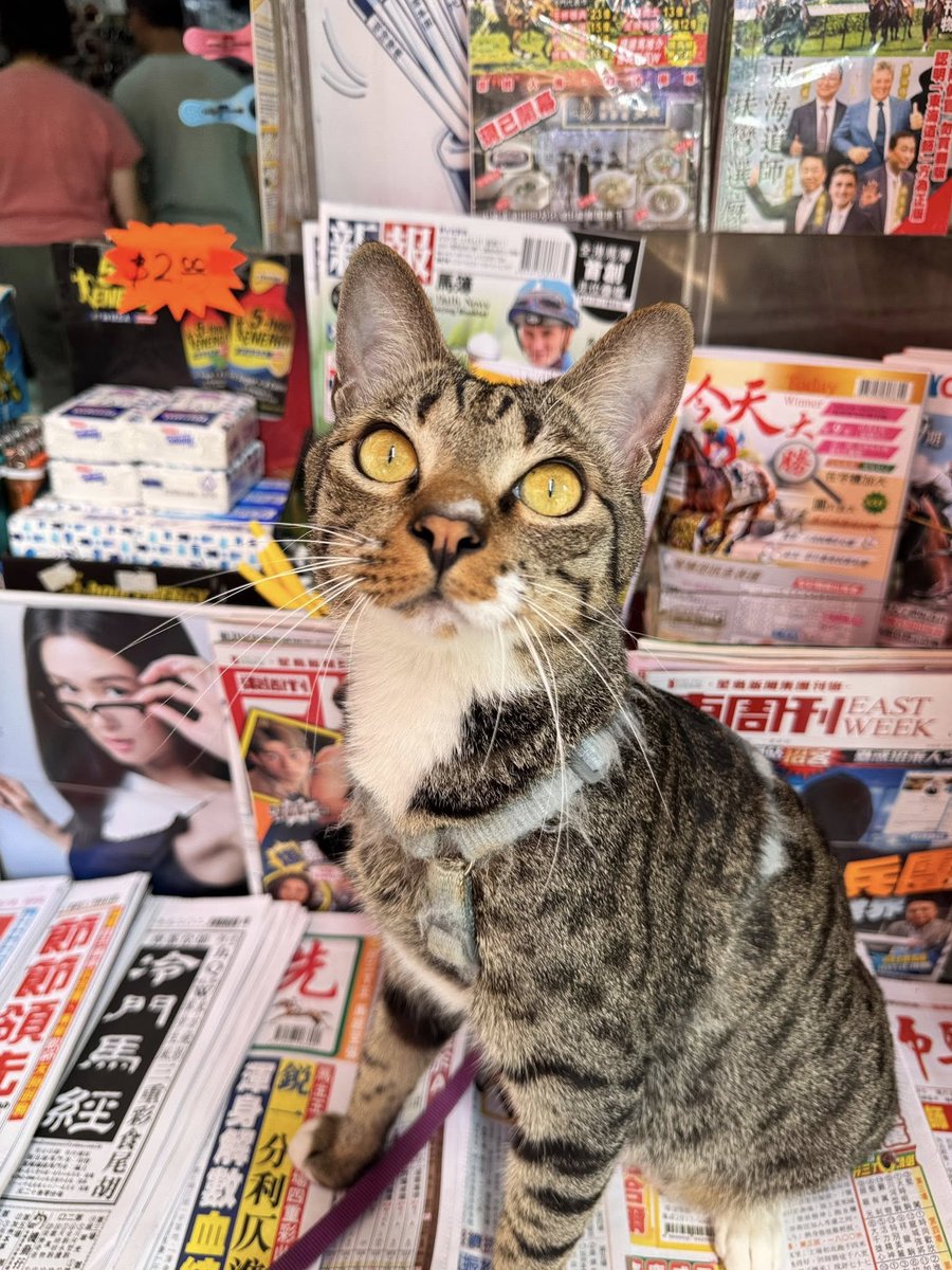 cats with jobs 🛠 tweet media