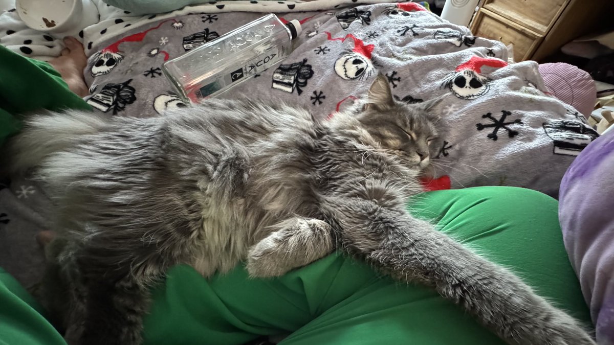 LynzP01's tweet photo. He’s still a baby and loves #sleeping on me. I bounce his back leg and he doses off to sleep. #mainecoon #kitten #gato #cat #mainecoonkitten #mainecooncat #zeus #zeusthemainecoon #kitty #mainecoonlover #catlover https://t.co/wQfSiZQpDz