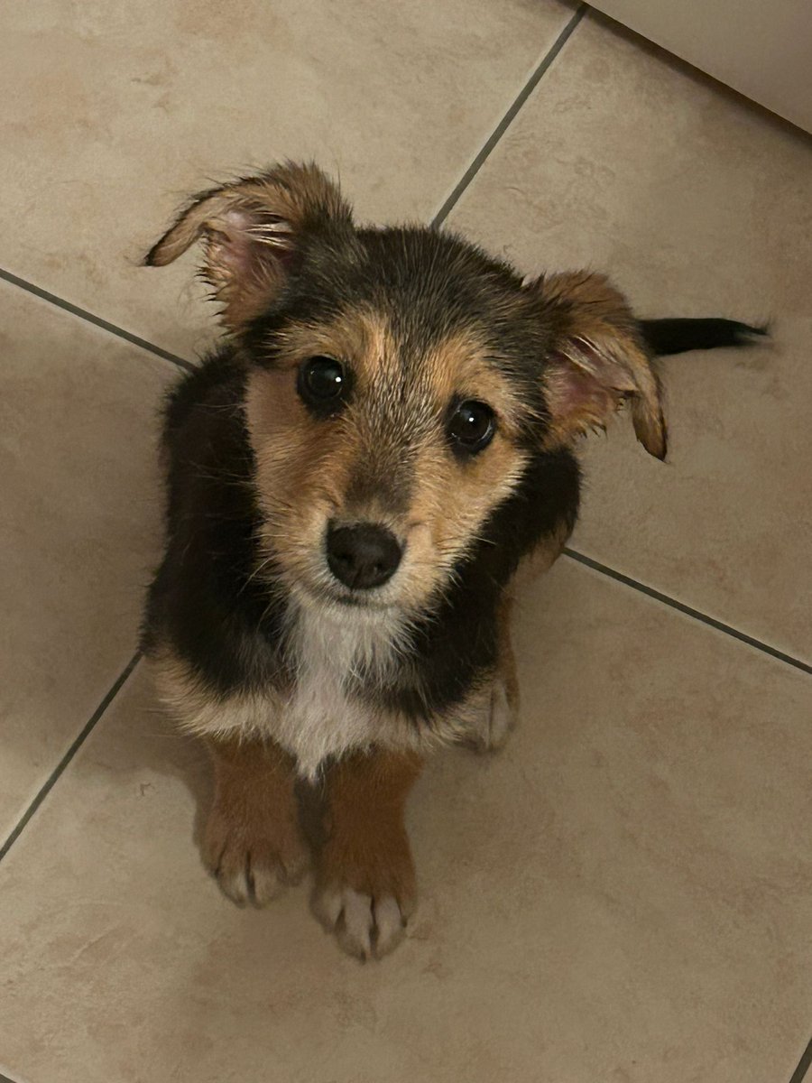 Ajmo opet!! 
Tražimo dom i ovoj blokaderki teroristkinji. 
Zove se Maza, stara dva meseca.
Novi Sad je u pitanju.